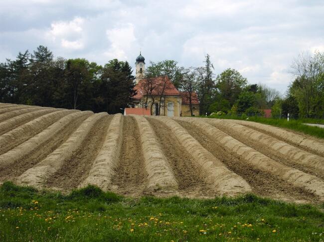 Grüner Randstreifen beim Spargelanbau als Schutzmaßnahme zum Zurückhalten von abfließendem Niederschlagswasser