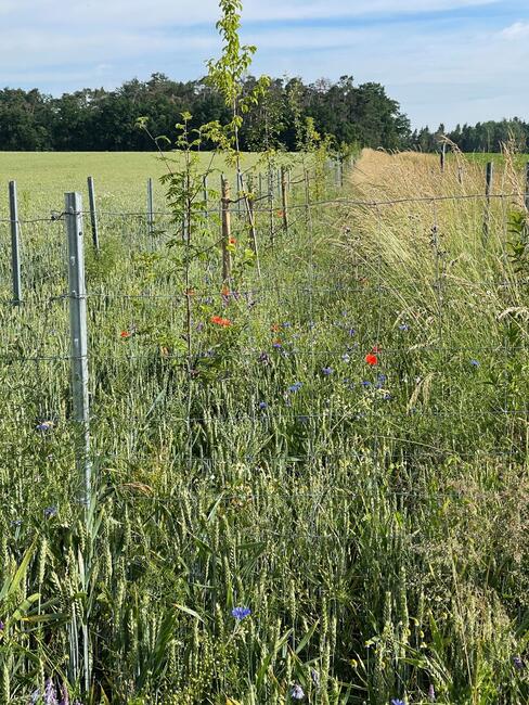 Heckenbiotopverbund bei Weiler