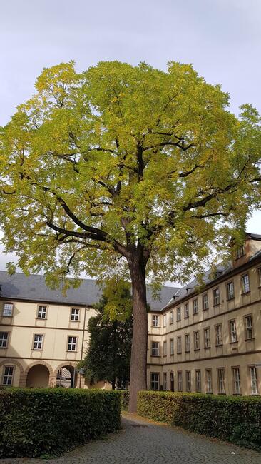 Junglas Nigra (Schwarznuss) im Innenhof des ehemaligen Jesuitenkollegs in Bamberg